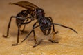 Adult Bullet Ant Queen