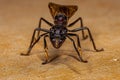 Adult Bullet Ant Queen