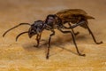 Adult Bullet Ant Queen