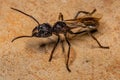 Adult Bullet Ant Queen