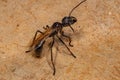 Adult Bullet Ant Queen