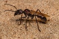 Adult Bullet Ant Queen