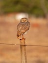 Adult Burrowing Owl