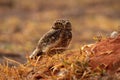 Adult Burrowing Owl