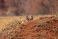 Adult Burrowing Owl