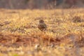 Adult Burrowing Owl