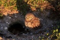 Adult Burrowing owl Athene cunicularia perched outside its burrow on Marco Island