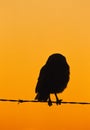 Adult Burrowing Owl Silhoutte