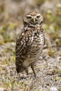 Adult Burrowing Owl stands by nest burrow