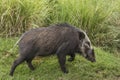 Adult bush pig walking in green grass in Ngorongoro Crater in Tanzania