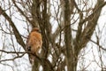 An adult Buteo Lineatus (red shouldered hawk) is perching on a leafless tall tree