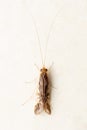 Adult Caddisfly or Trichoptera, Satara,