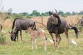 Adult and calf Blue Wildebeest (Connochaetes taurinus) with catt