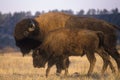 Adult and calf buffalo standing in field, NE