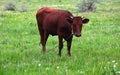 Adult calf. Farm animals in the wild. Summer day. Cattle