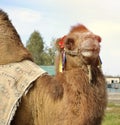 Camel at the farm in summer Royalty Free Stock Photo