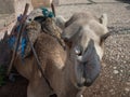 Adult camel lying on the ground Royalty Free Stock Photo