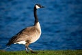 Adult canada goose Branta canadensis walking along Lake Wausau in Wausau, Wisconsin during the spring Royalty Free Stock Photo