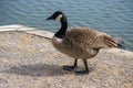 Adult Canadian Geese at Pandapas Pond