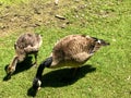 Adult Canadian goose and baby gosling