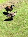 Adult Canadian goose and baby gosling