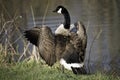 Adult Canadian goose flexing wings at a refuge pond.