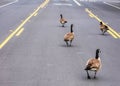 Adult Canadian goose flock blocking busy road traffic by walking on street center turn lane. Urban wildlife meander on street and Royalty Free Stock Photo