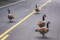 Adult Canadian goose flock blocking busy road traffic by walking on street center turn lane. Urban wildlife meander on street and Royalty Free Stock Photo