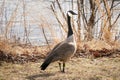 An adult Canadian Goose in its natural environment