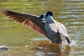 Adult Canadian goose landing on a river.