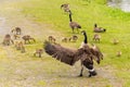 Adult Canadian goose looking after many goslings Royalty Free Stock Photo