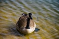 Adult Canadian Goose at Pandapas Pond