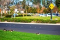 Adult Canadian goose rest on the green grass next to the urban road. Blurred Goose and Goslings crossing sign in background. Urban Royalty Free Stock Photo