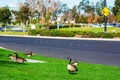Adult Canadian goose rest on the green grass next to the urban road. Blurred Goose and Goslings crossing sign in background. Urban Royalty Free Stock Photo