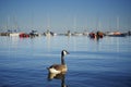 Canadian Goose swimming on a lake Royalty Free Stock Photo