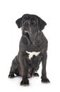 Adult cane corso