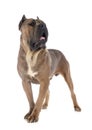 Adult cane corso