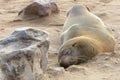 Adult Cape Fur Seal taking a nap Royalty Free Stock Photo