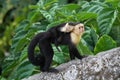 Adult Capuchin Monkey Carrying Baby on its Back