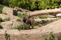 Adult Capuchin Monkey Sitting On Rock Chewing Fruit And Walking Away. Monkey resting on rock in wilderness wildlife zoo Royalty Free Stock Photo