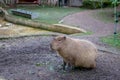 Solitary Capybara in a Zoo