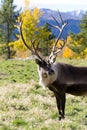 Adult Caribou Portrait Royalty Free Stock Photo