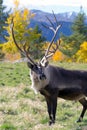 Adult Caribou, Reindeer, Yukon, Canada Royalty Free Stock Photo