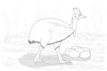 Adult cassowary with eggs, black and white vector illustration