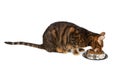 Adult cat breed Toyger eats dry food from a metal bowl.