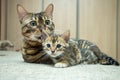 An adult cat caresses its Bengal kitten Royalty Free Stock Photo