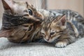 An adult cat caresses its Bengal kitten Royalty Free Stock Photo