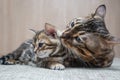 An adult cat caresses its Bengal kitten Royalty Free Stock Photo