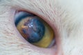 Adult cat with corneal ulcer