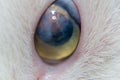 Adult cat with corneal ulcer